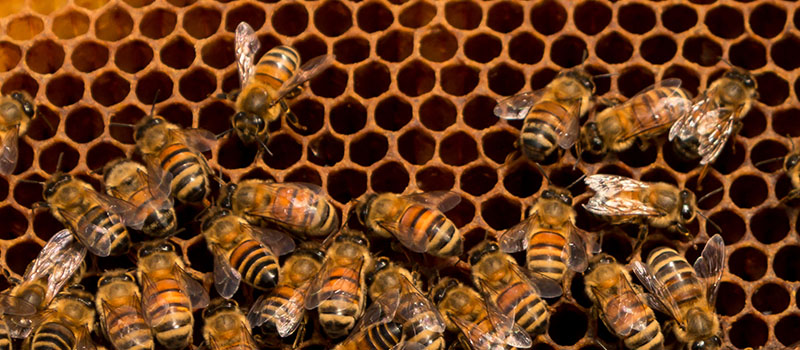 Honey bees on honeycomb cells